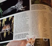 Livres Molenbeek-Saint-Jean - Photos Vivastreet La vie cachée des sous-bois